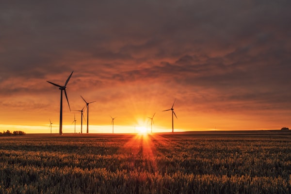 Solar plant landscape